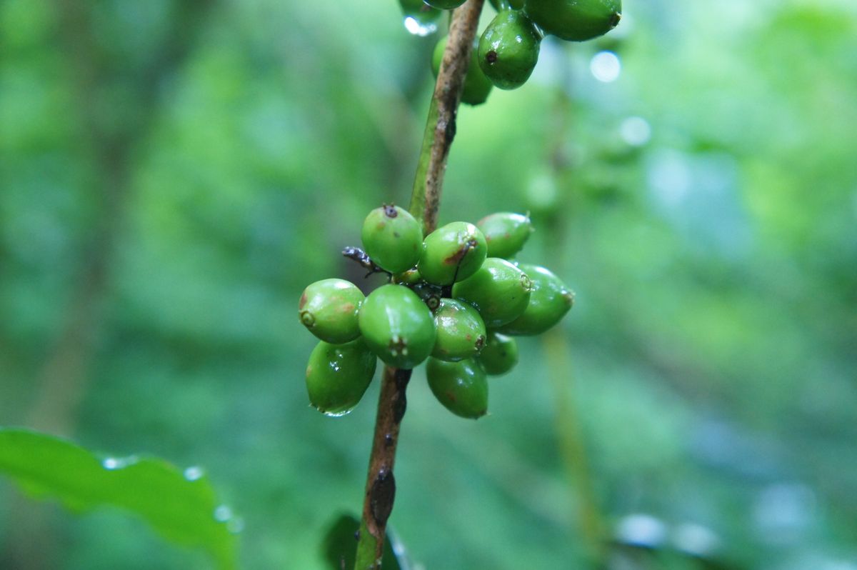 コーヒーの実