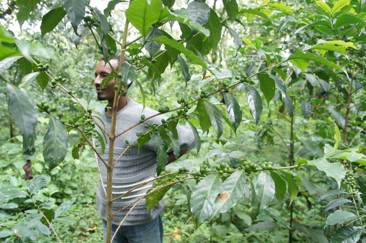 コーヒーの木と住民