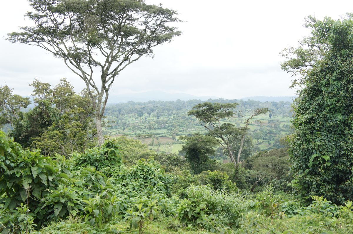 ゲラの森の遠景