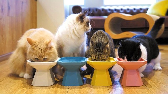 オクタゴンボウルでご飯を食べる猫たち