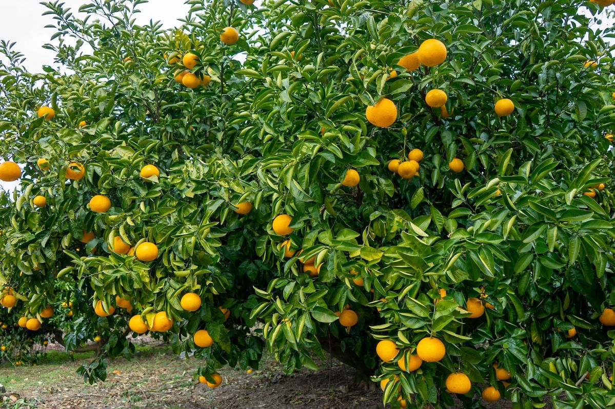 comorebi farmの八朔農園の様子