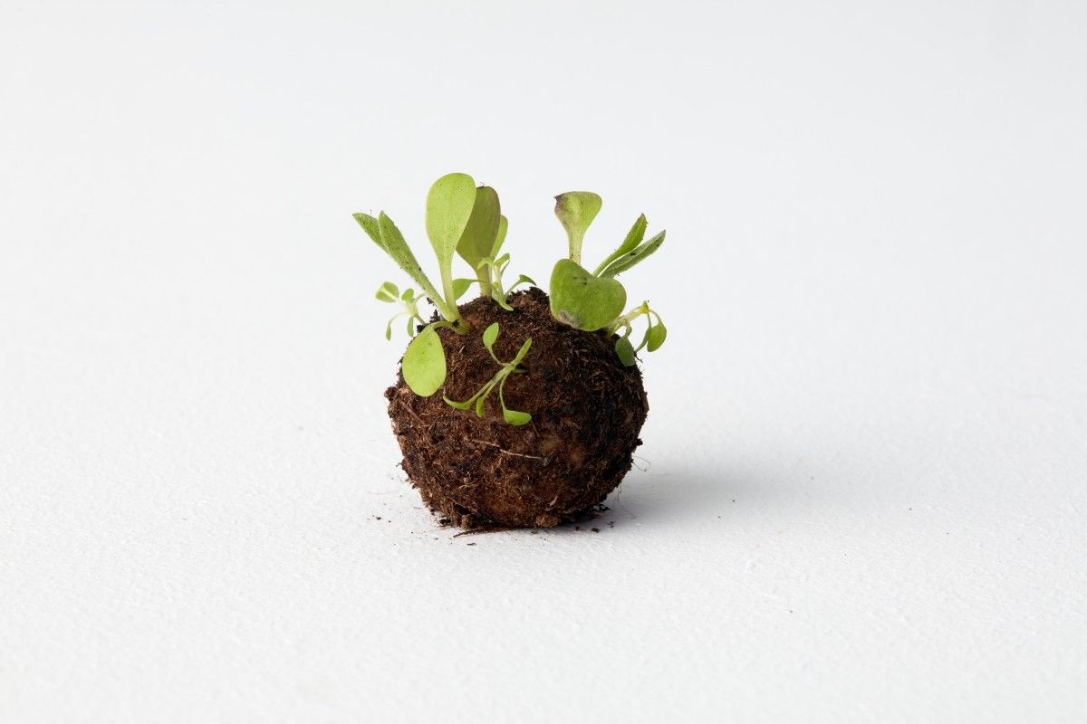 IKEAデンマーク 「seedball（シートボール）」を発売 生物多様性の保護をサポート
