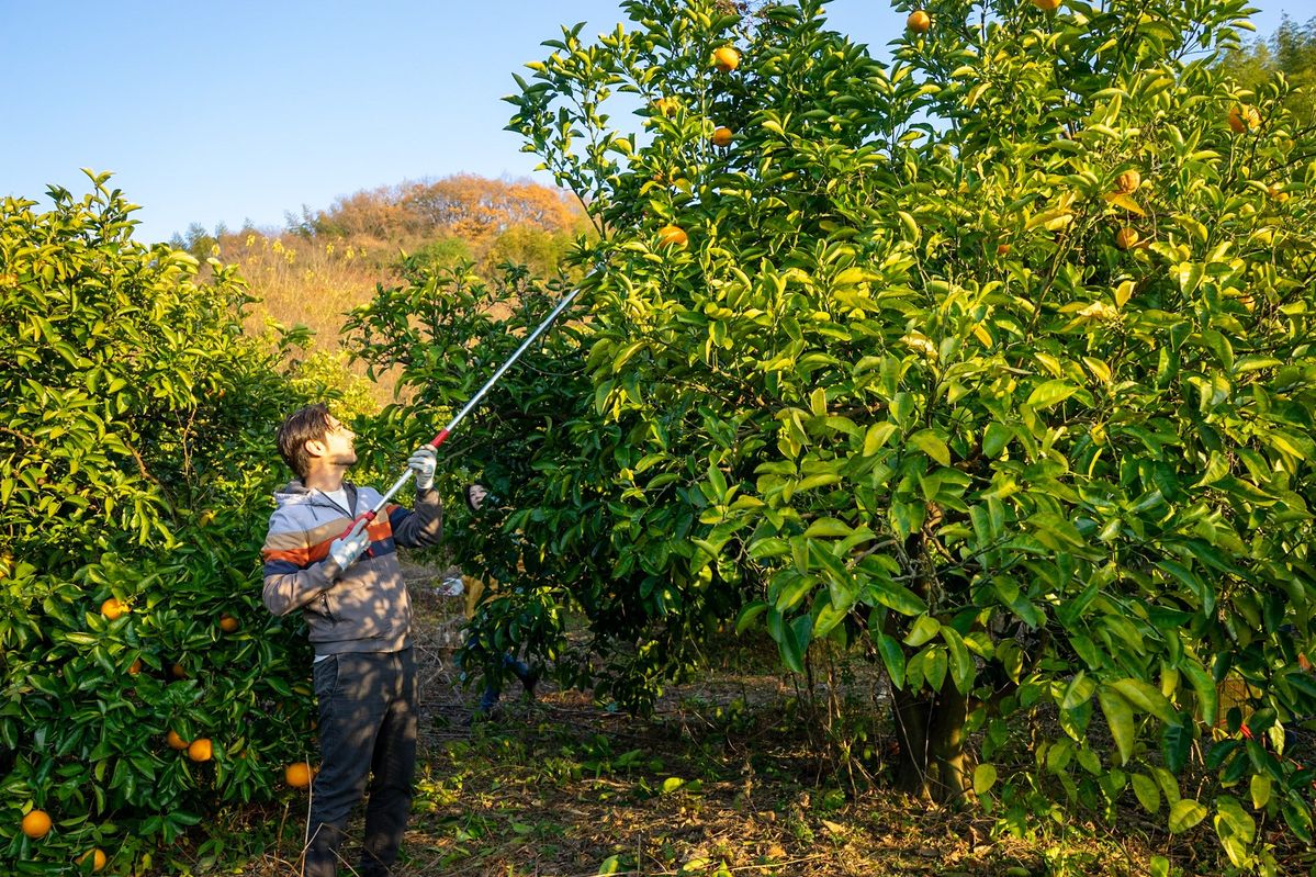 高枝ばさみで八朔を収穫する様子