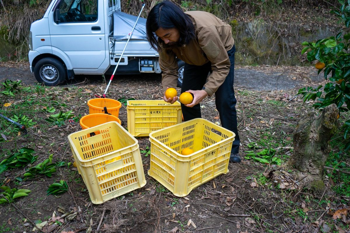 八朔を仕分けている様子
