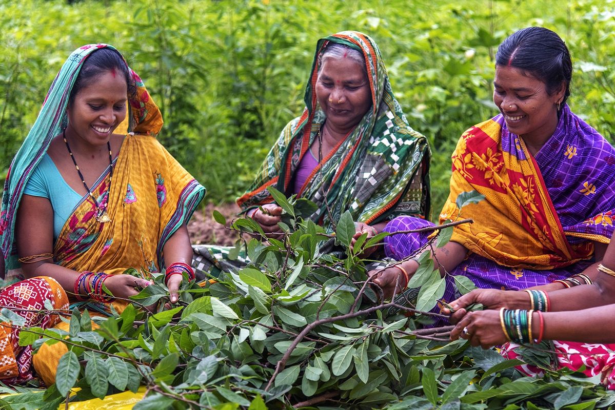 収穫した葉を仕分ける作業をする女性たち