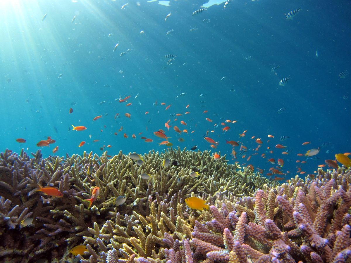 世界自然遺産「奄美大島」の海