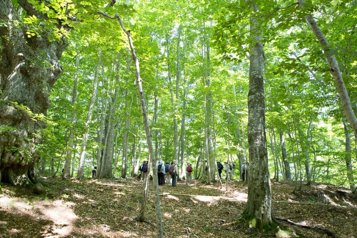 世界自然遺産、白神山地