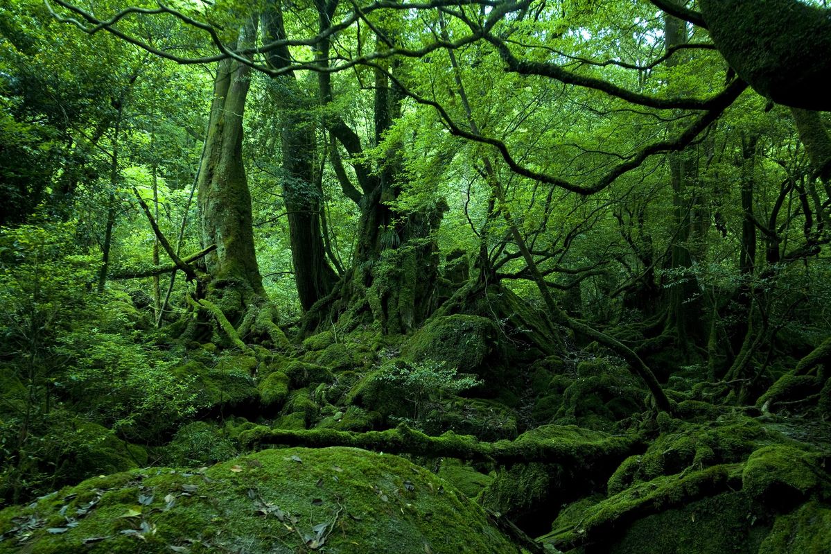 世界自然遺産「屋久島」