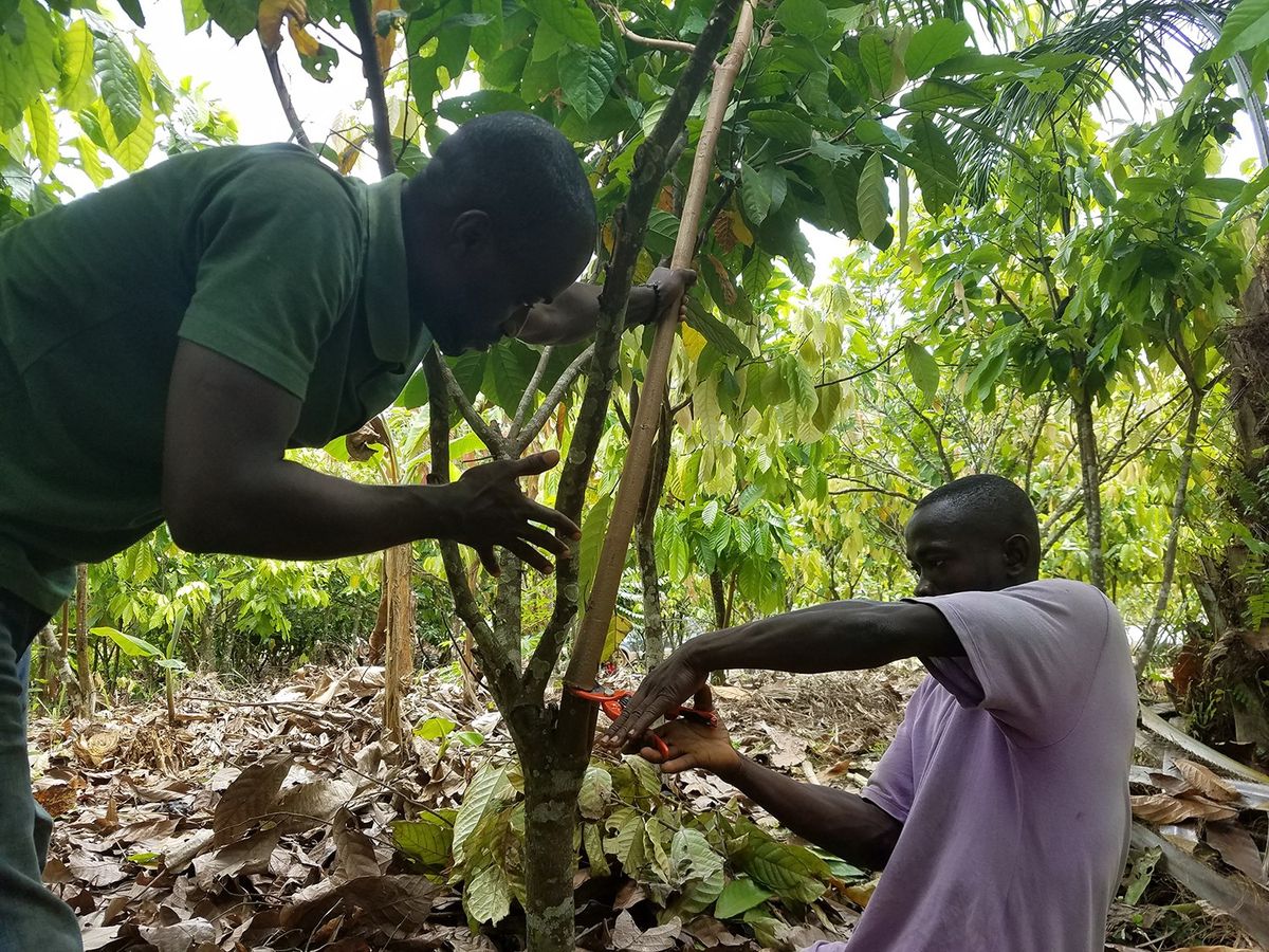 カカオ農家の人々