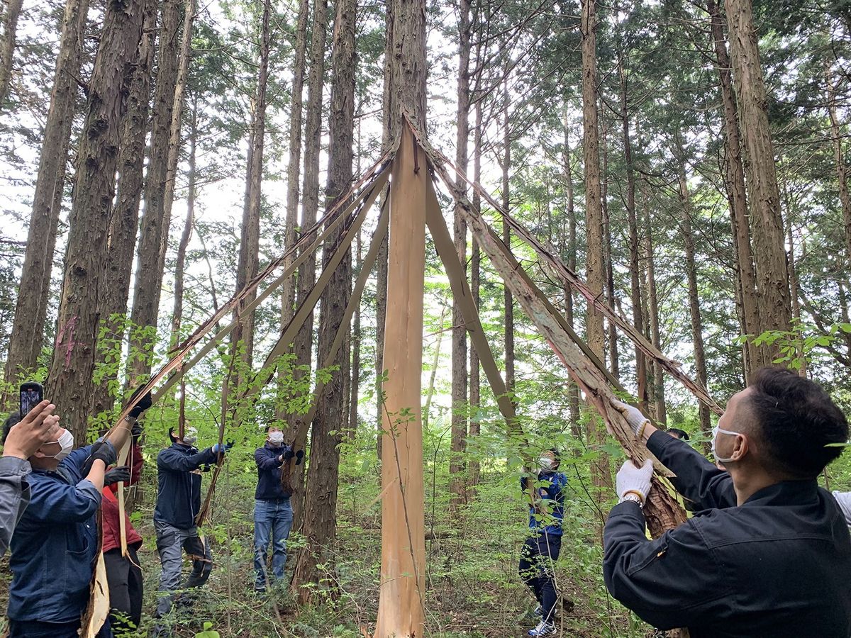 皮むき間伐体験をしている様子