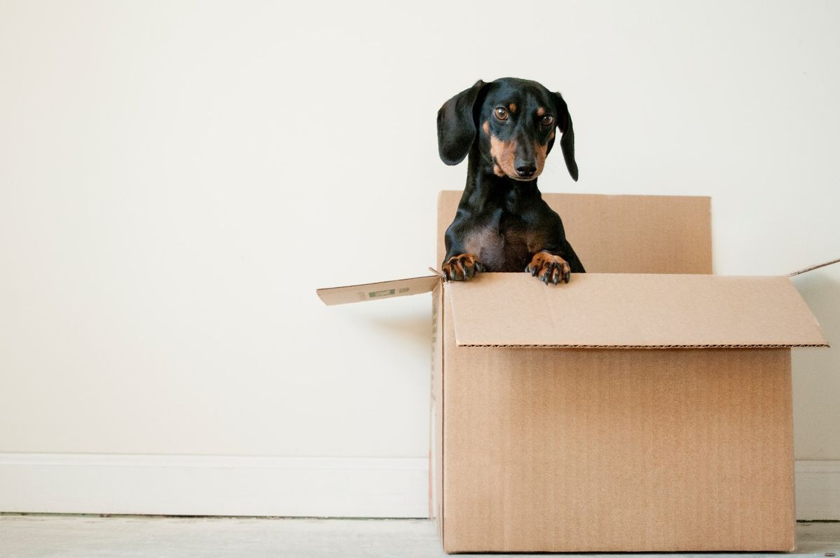 NY州 ペットショップでの子犬販売を非合法化へ