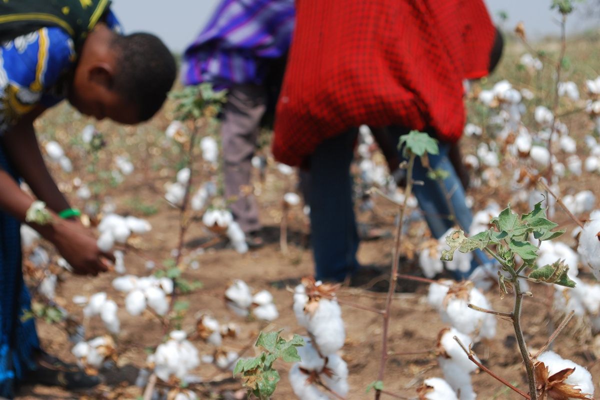 IKEUCHI ORGANIC（イケウチ・オーガニック）が採用するbioRe（ビオリ）プロジェクトのオーガニックコットン