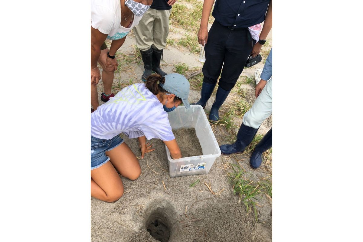 ウミガメ保護活動に参加している都築選手