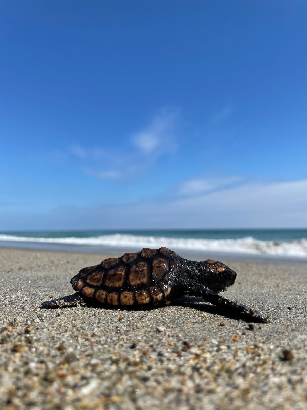 田原市の砂浜の上を歩くウミガメの写真