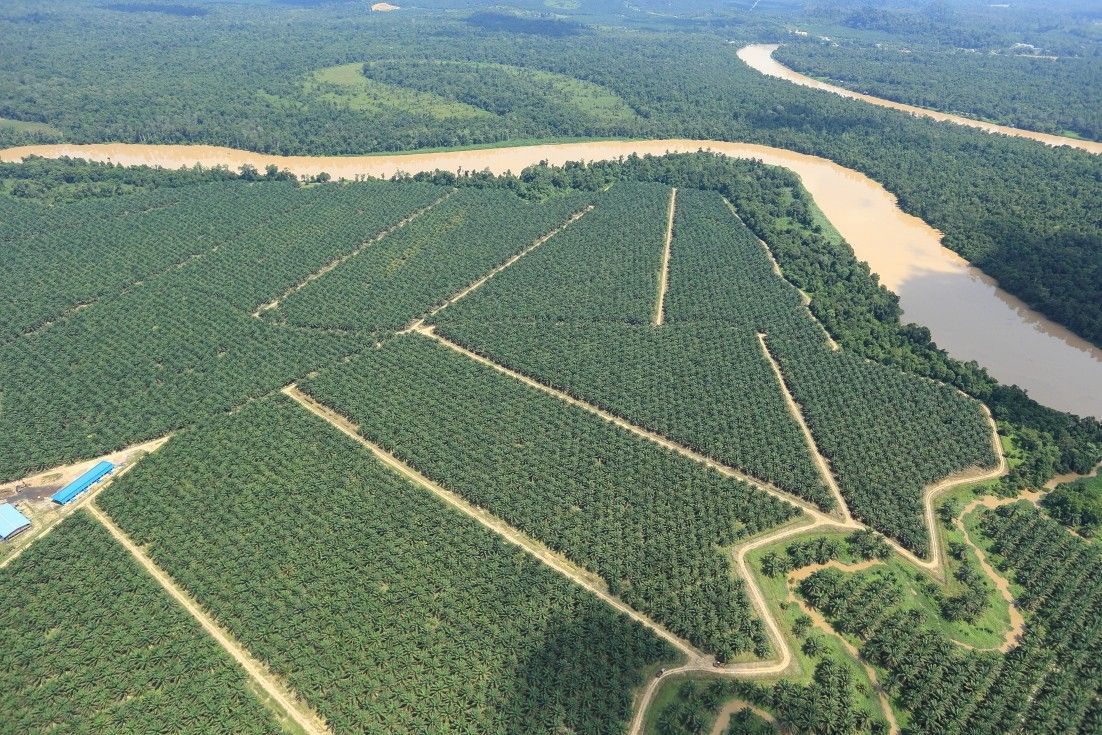 広がるプランテーション