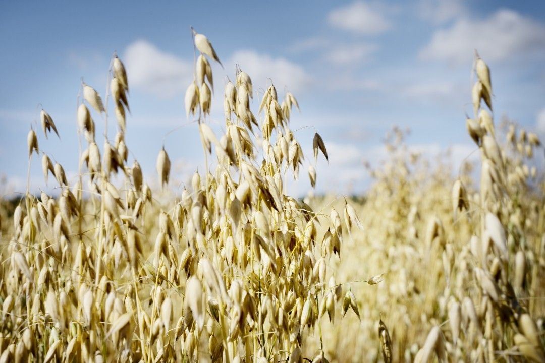 植物性ミルクのひとつ、オーツミルクの原料となるオーツ麦