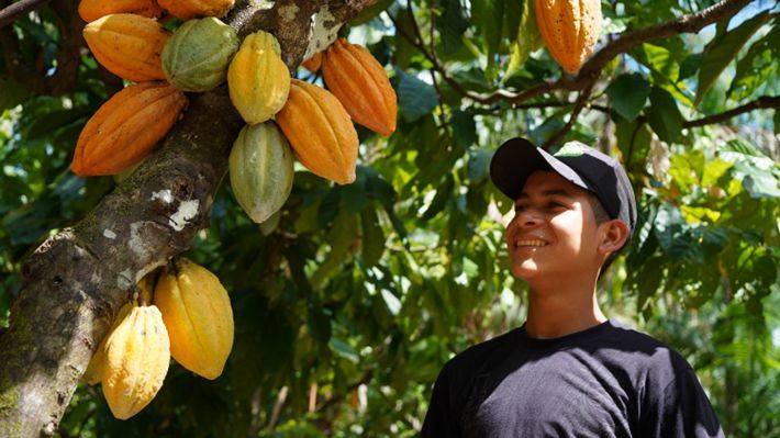 木になるカカオ豆を見て微笑む少年