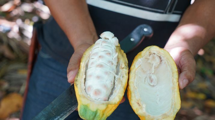 カカオ豆を半分に割った様子