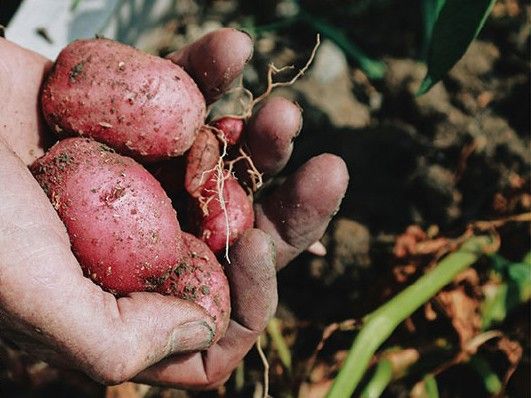 さつまいもを手にした様子