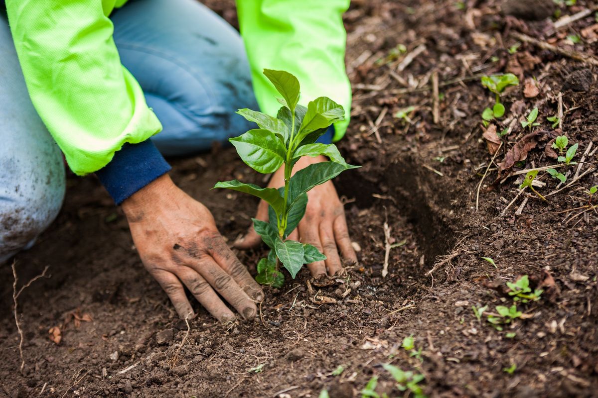 コーヒーを植樹する様子