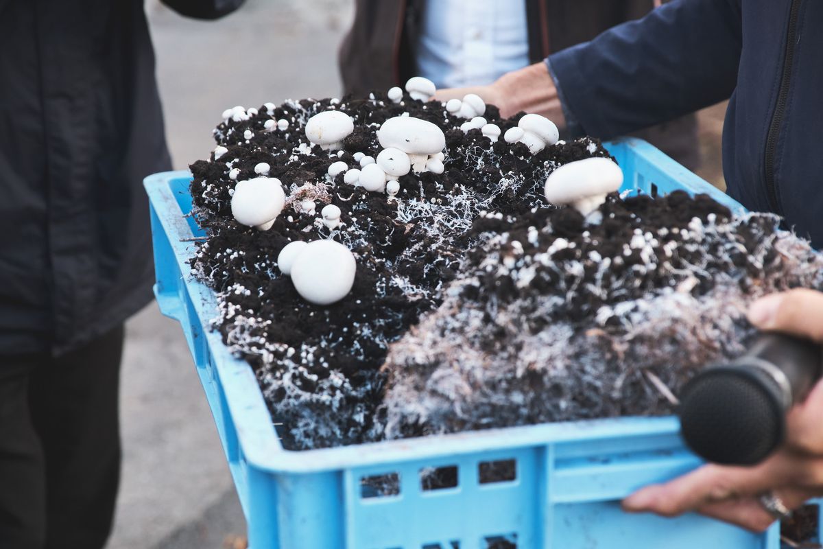 循環型農業で栽培されたマッシュルーム