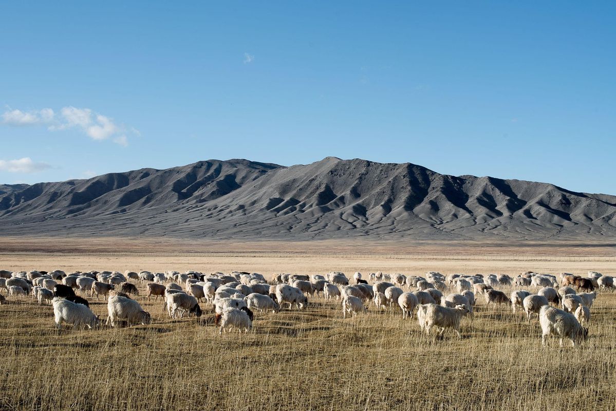 オアジ・ゼニアの牧草地