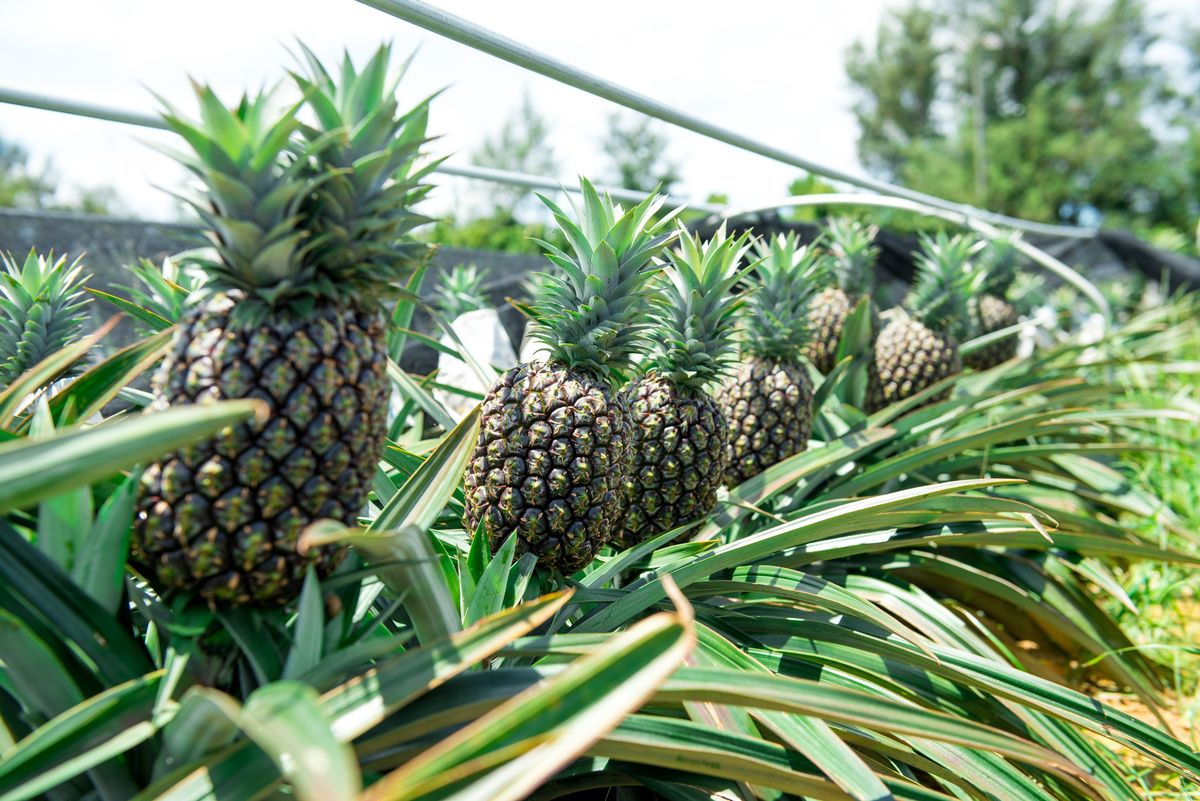 パイナップル畑