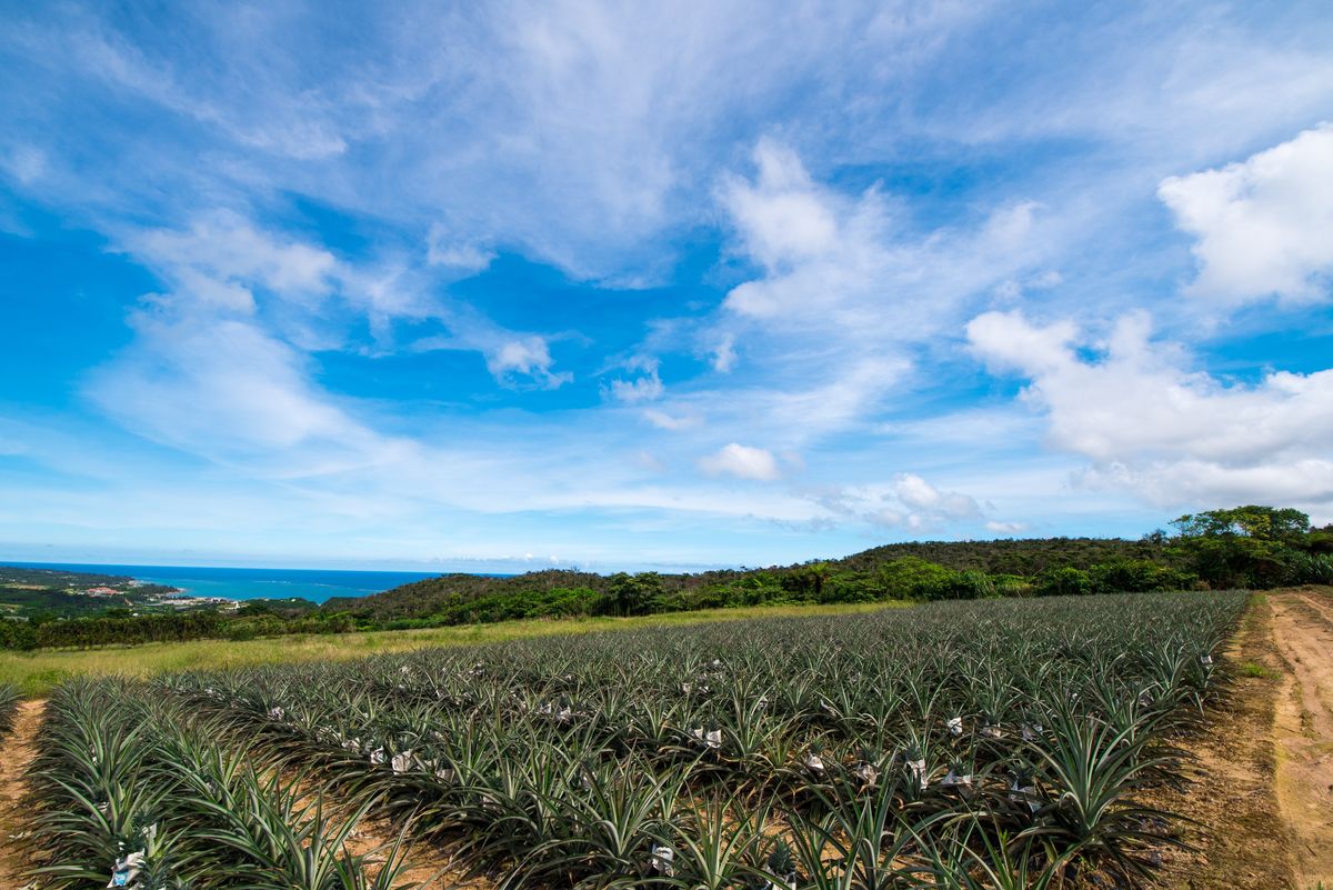 パイナップル畑