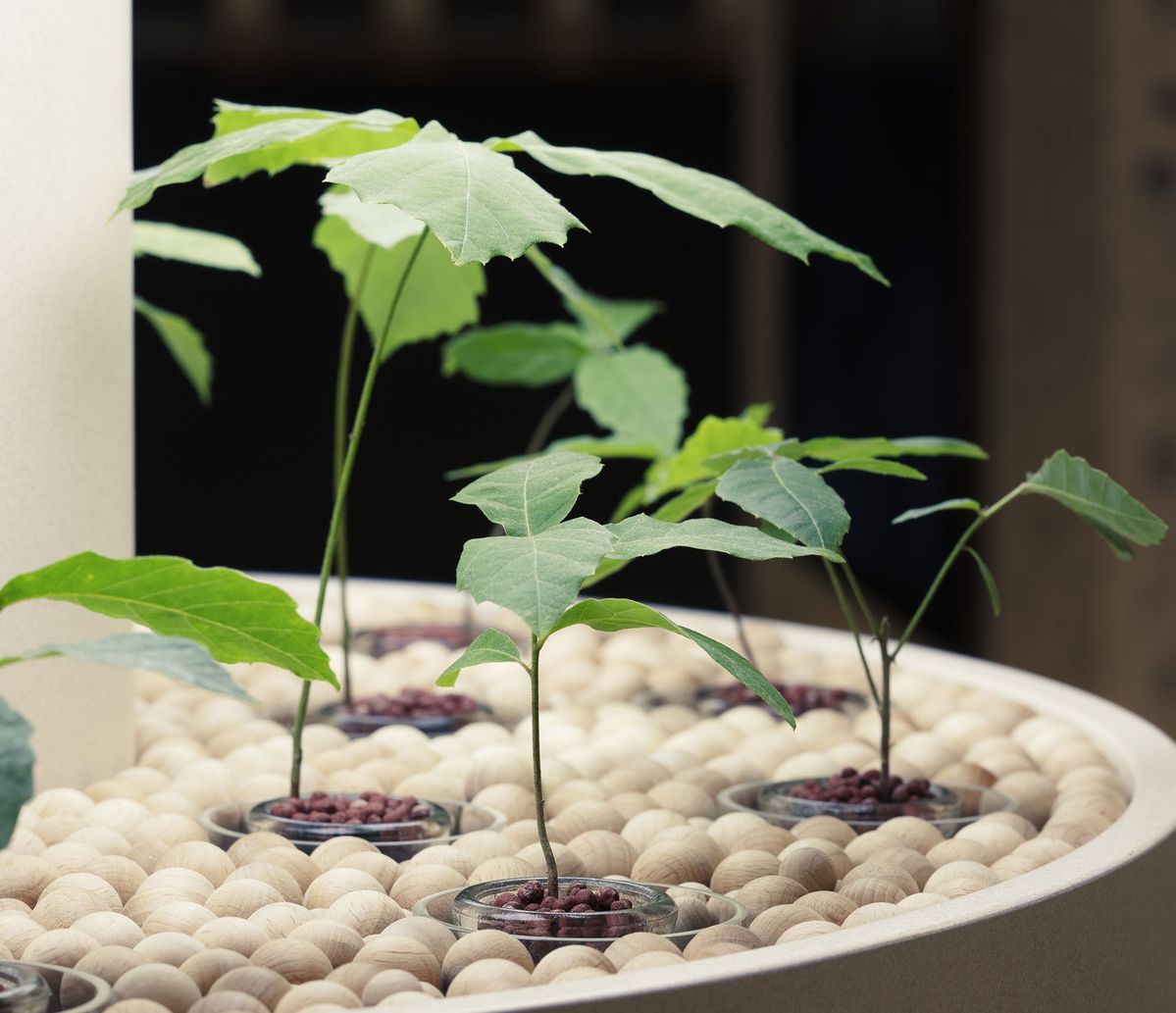 資生堂「BAUM」の店頭にディスプレイされているオークの苗木