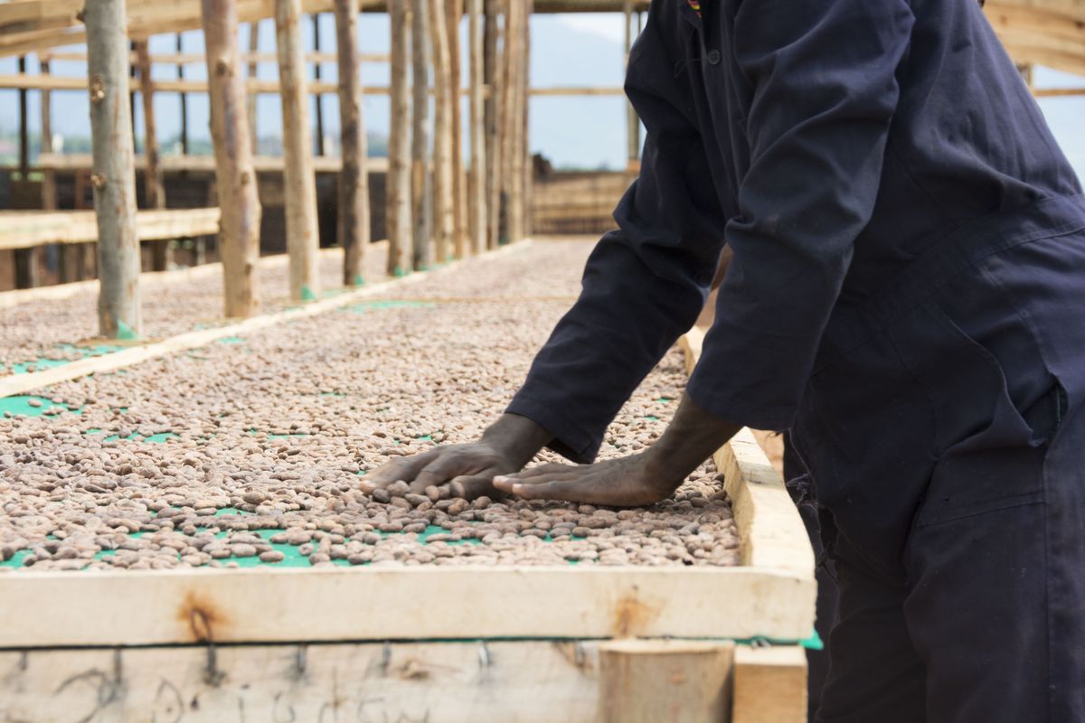 オーガニックチョコレートができるまで