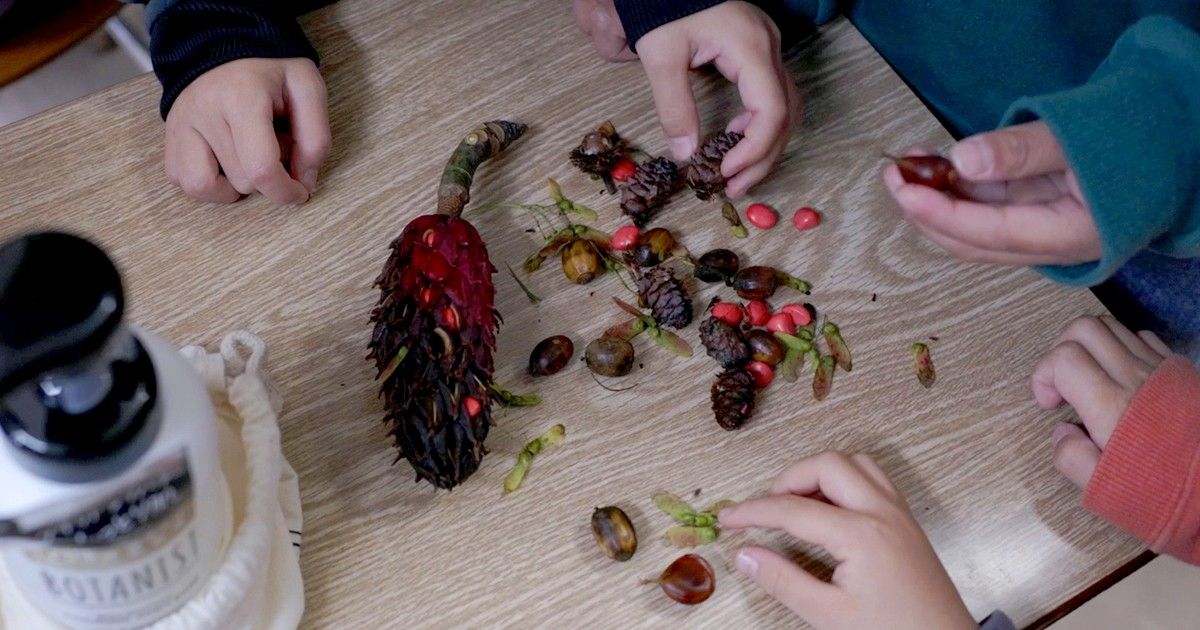 木の種を見る子どもたち