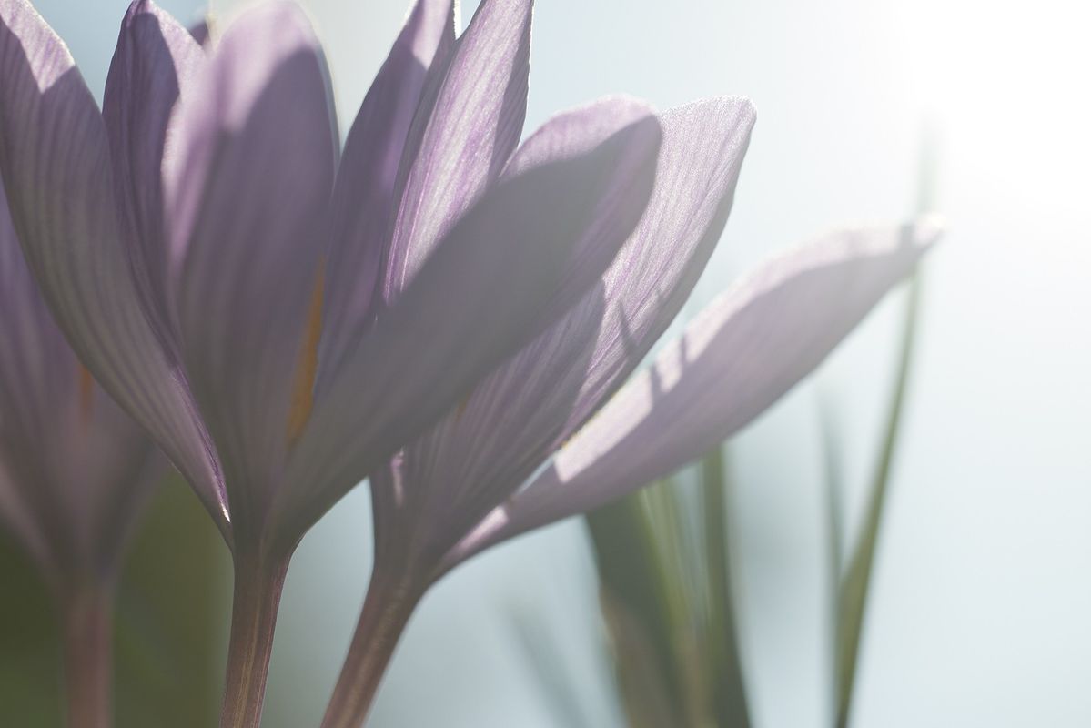 THREEのバランシングシリーズに使われているサフランの花