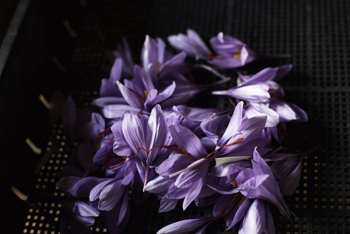 THREEの新バランシングシリーズの植物原料として使われるサフラン