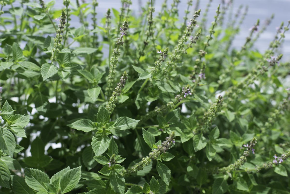 THREE新バランシングシリーズで使われるホーリーバジル