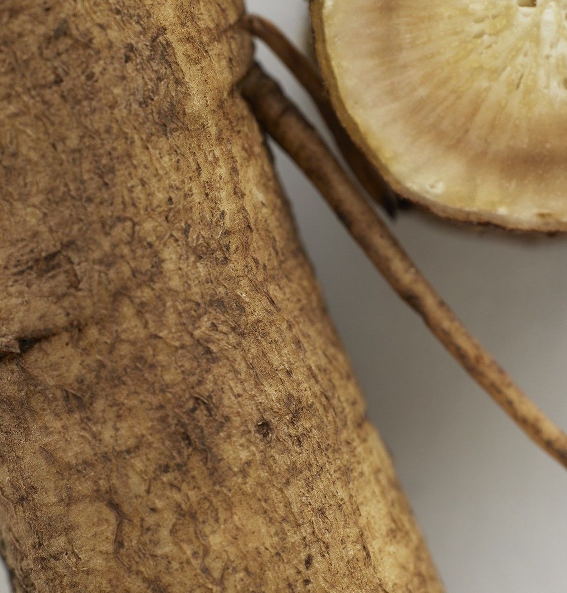 THREEの新バランシングシリーズで原料に使われている、キク科の植物バードック