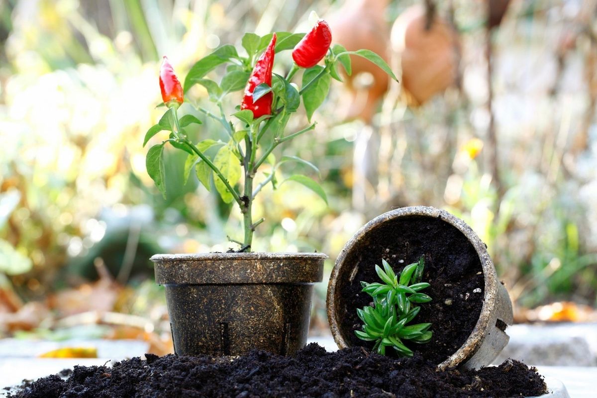 生ごみからできた生分解性の植木鉢