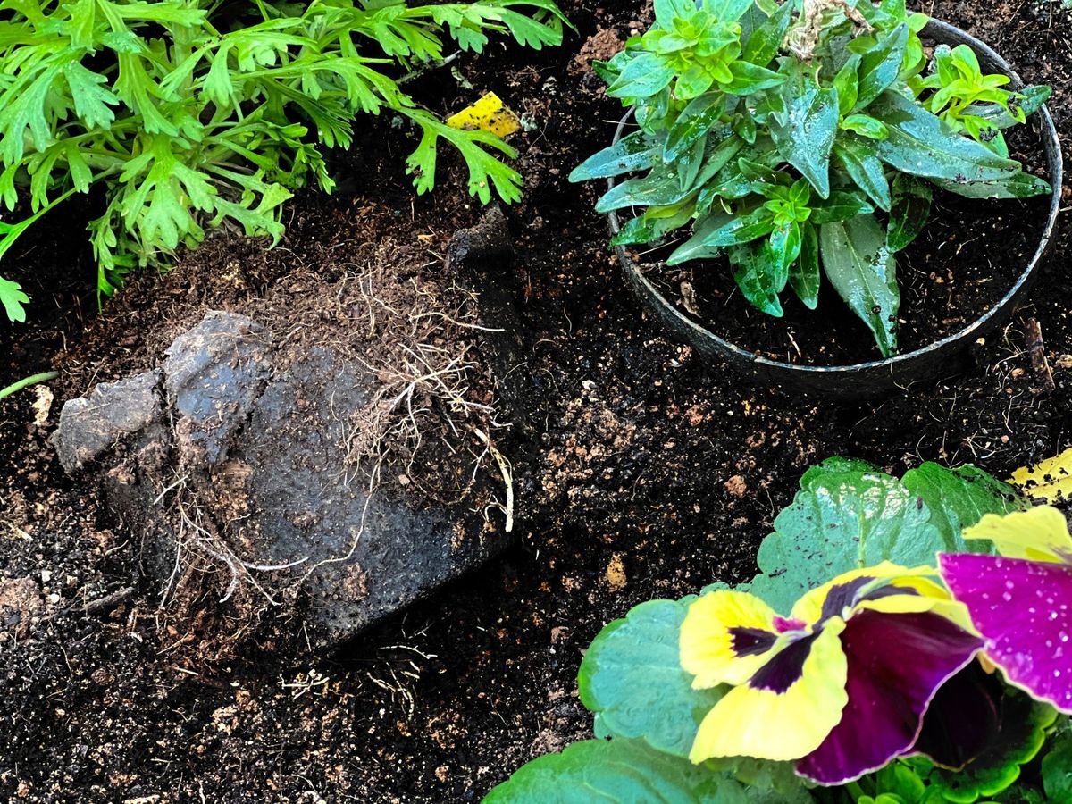 生ごみからできた生分解性の植木鉢