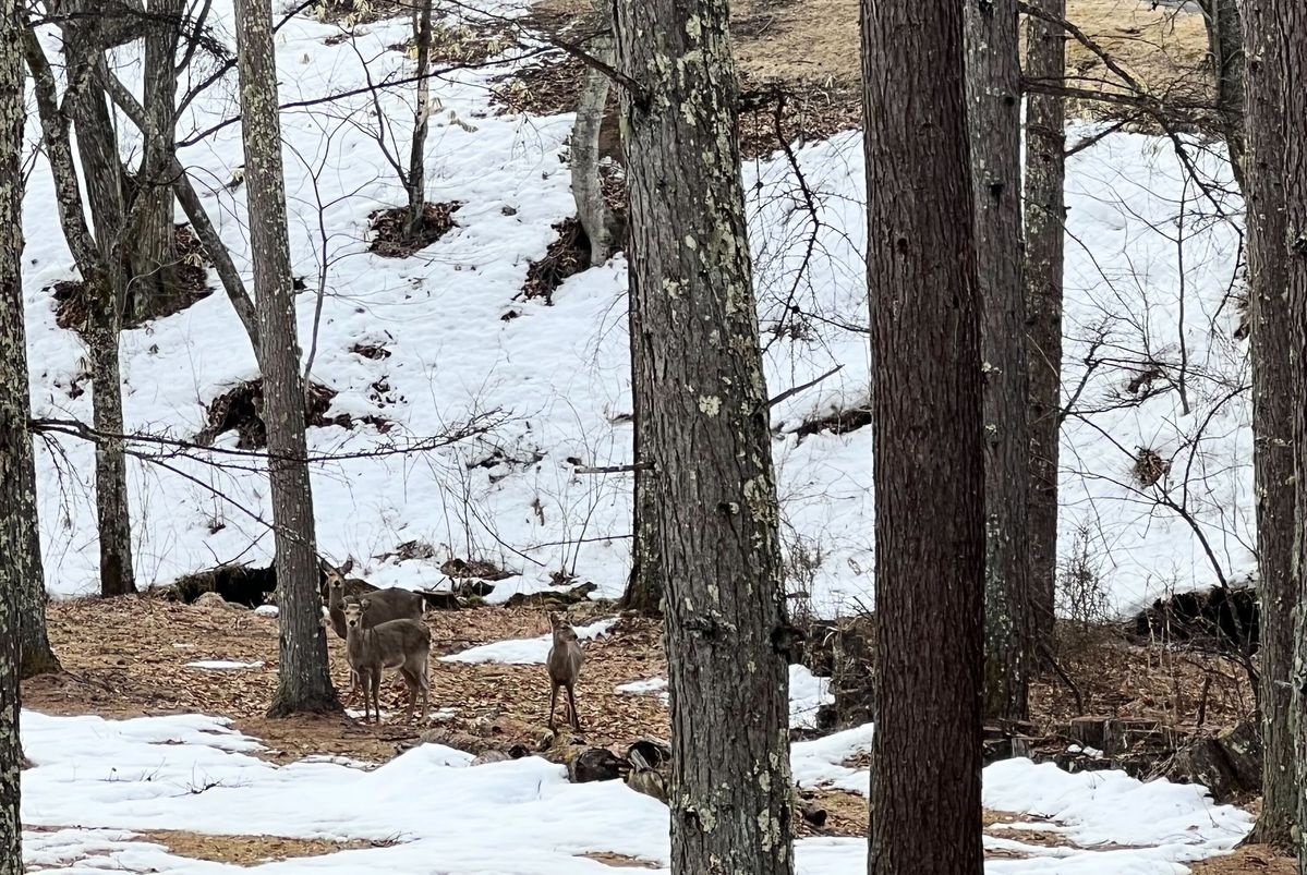日本の森林で増えるニホンジカ。