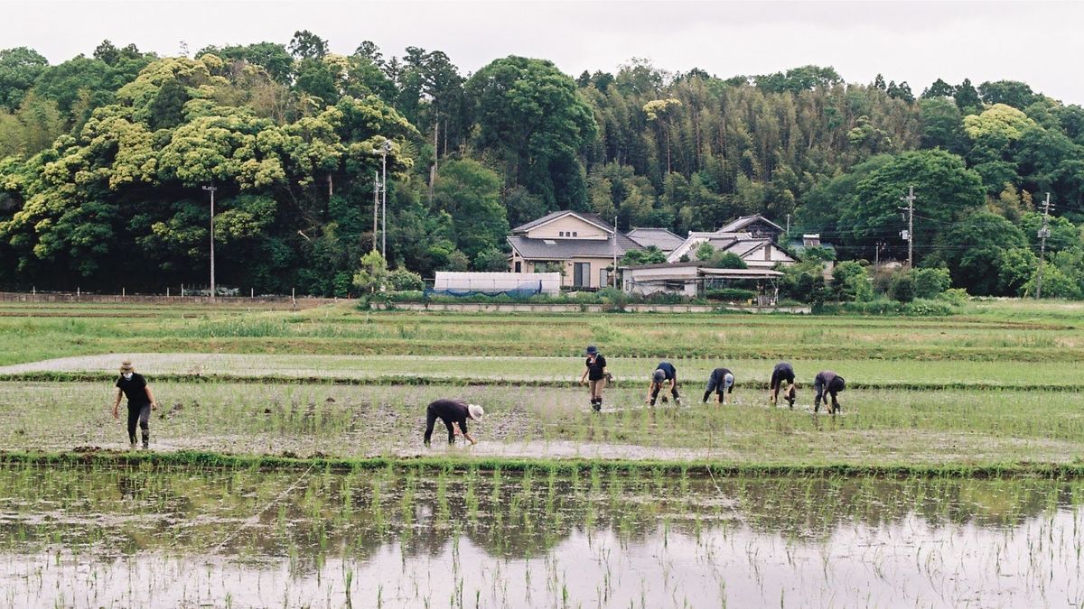 田植えの風景