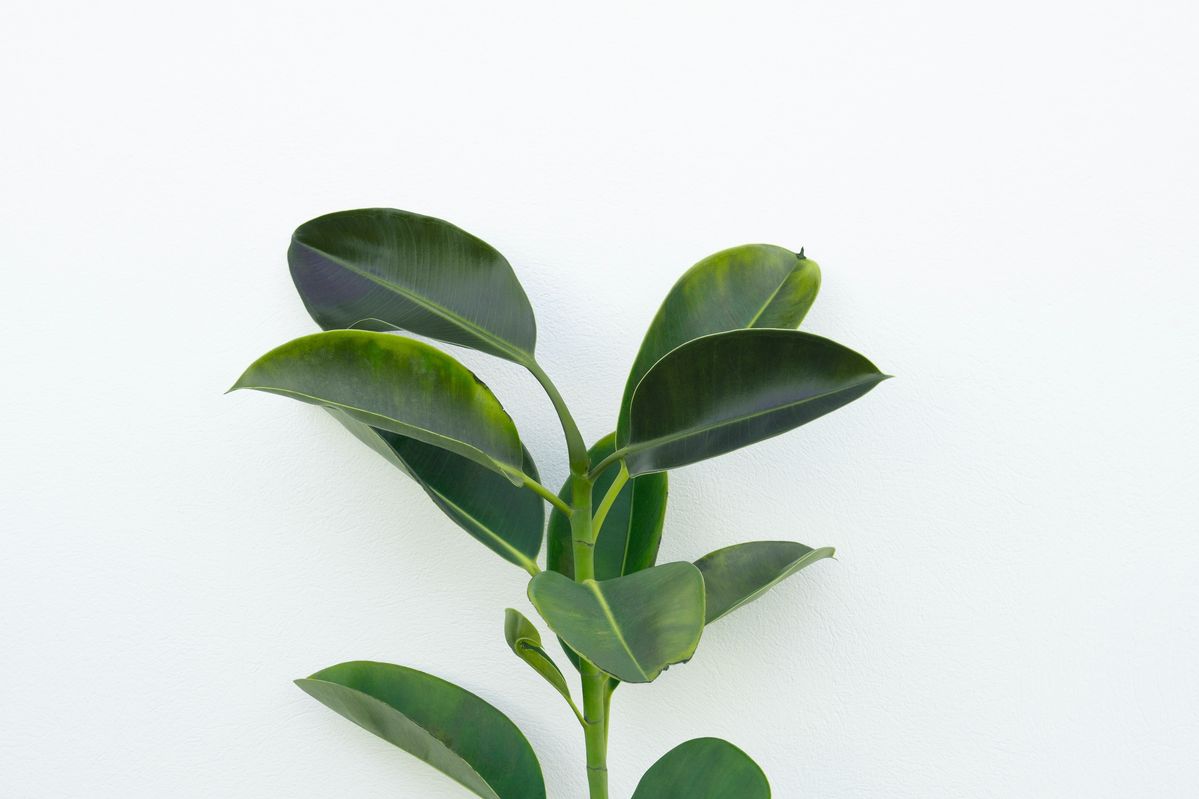 サステナブル 環境保護 自然