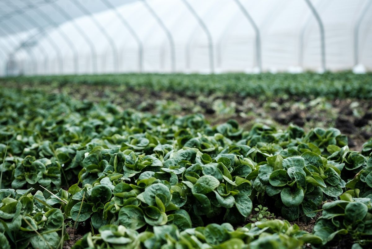 ビニールハウスでで栽培される野菜