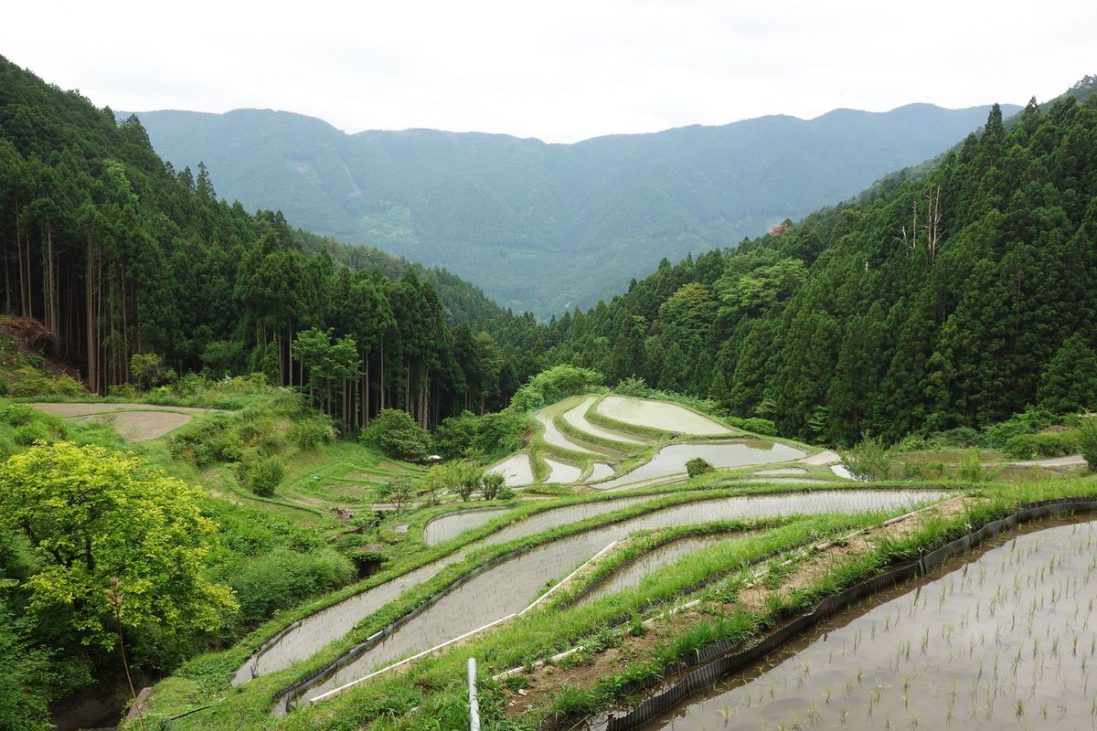 上勝町内にある樫原の棚田