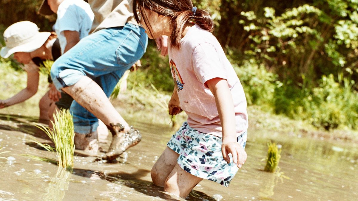 田植えをする子どもたち