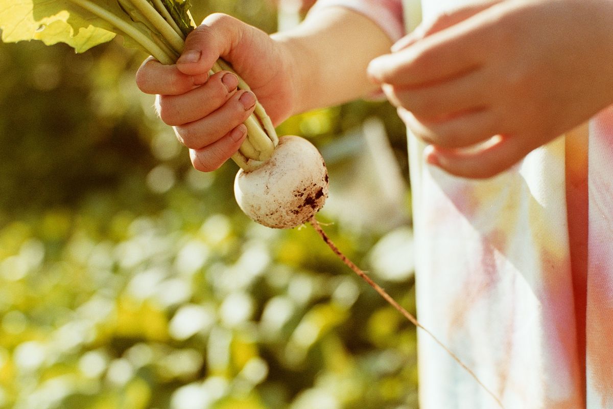 カブを手に取る人