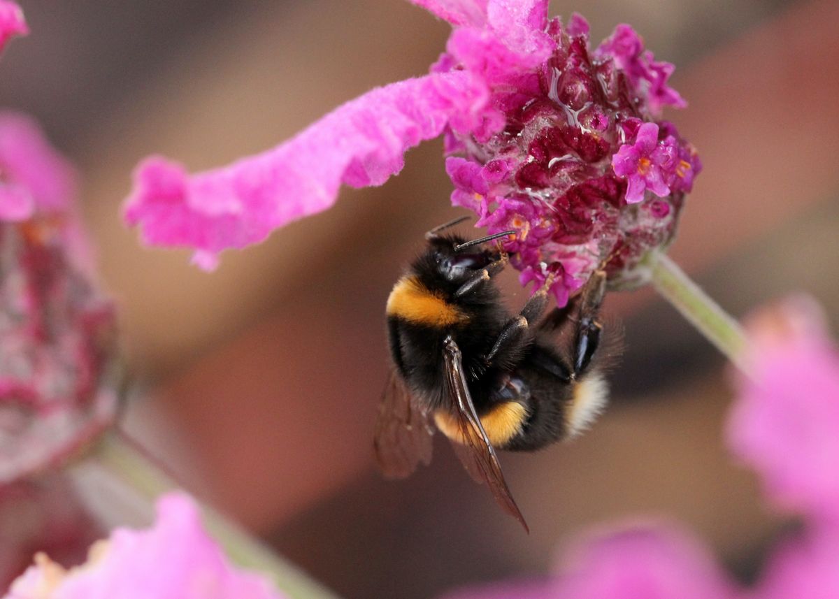 ピンクの花に茶色と黒の蜂