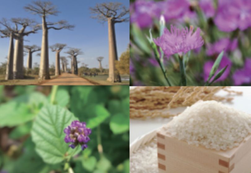 さまざまな植物