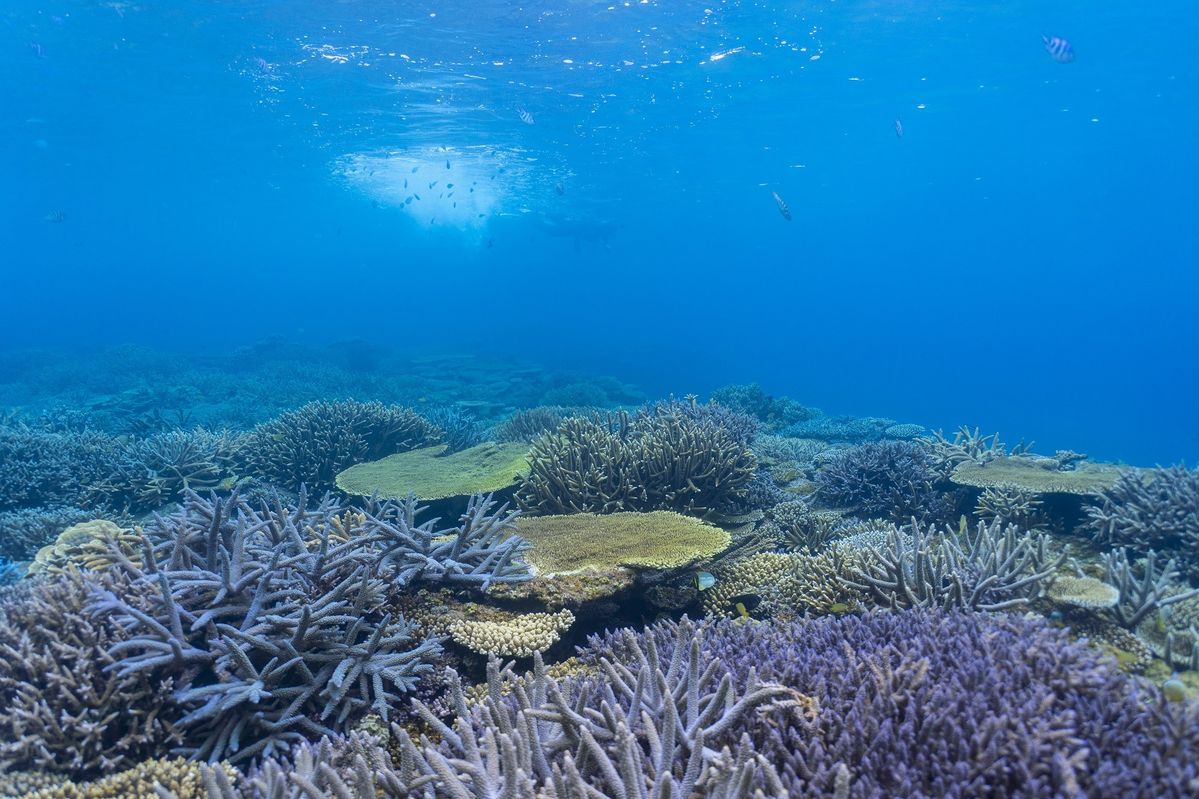 沖縄のサンゴ礁について学ぶ、ハレクラニ沖縄のプログラム