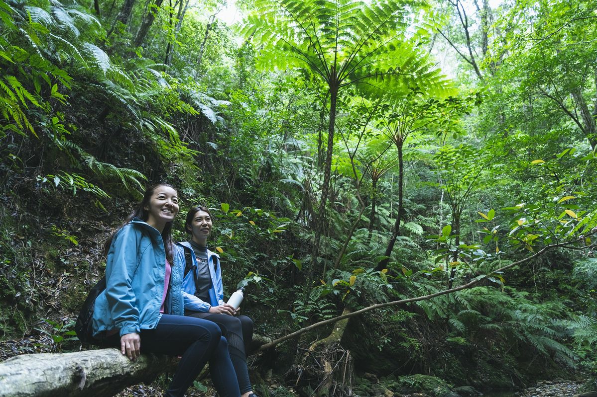 ハレクラニ沖縄のプログラム「やんばるの自然の息吹（いぶき）に触れる」