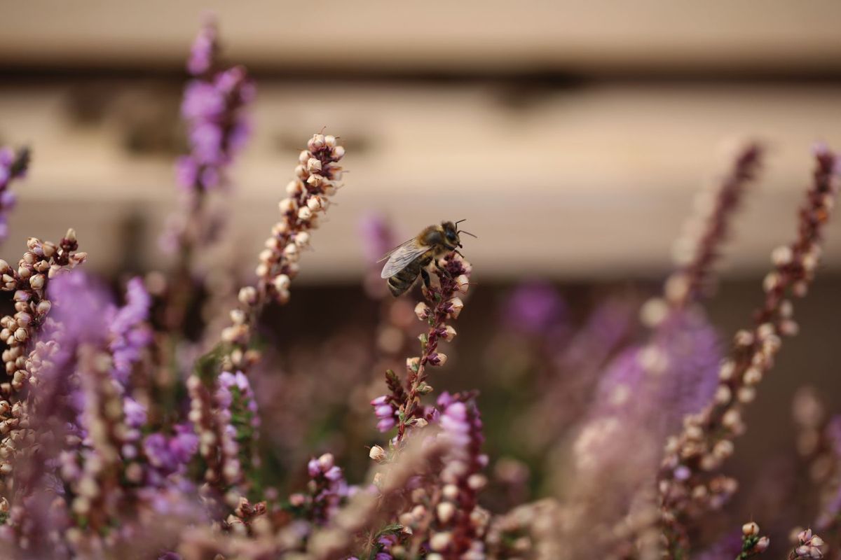 ゲランが長年保護活動を行っているミツバチ