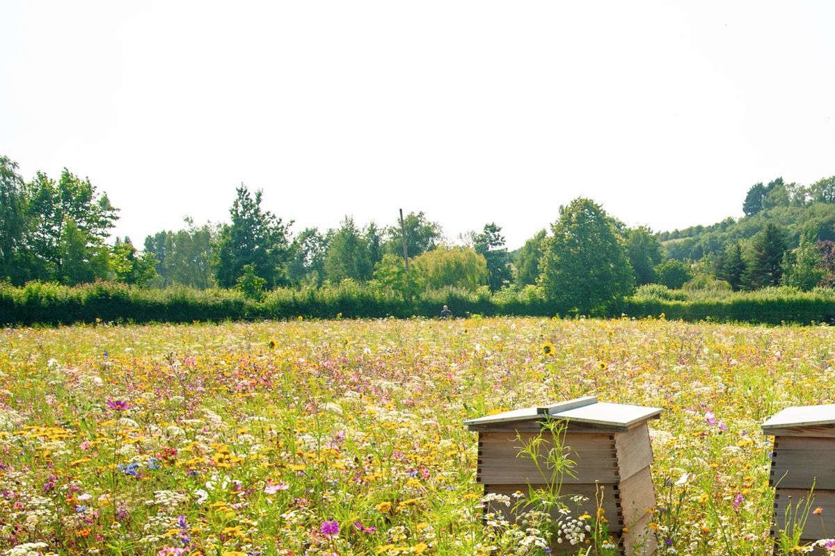 ゲランが長年保護活動を行っているミツバチと花畑